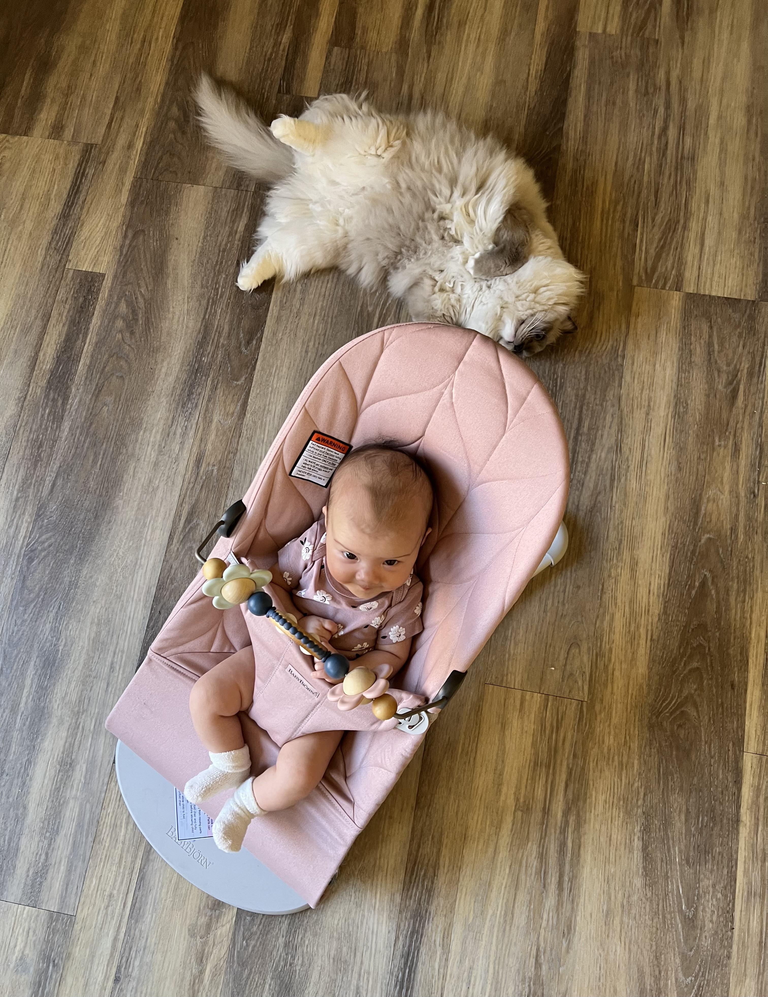 A baby sits in a pink bouncer with a toy, looking up. A fluffy white cat lies on its back on the wooden floor in the background.